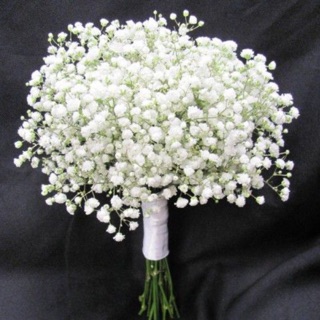 💐 จิปซอฟฟิลา💐 (Gypsophila) บ้านแล่ะสวน