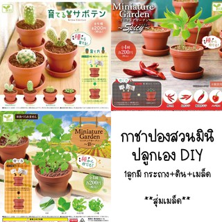 ∎ BLINDBALL ∎ Miniature Garden กาชาต้นไม้ สุ่ม ปลูกเอง diy