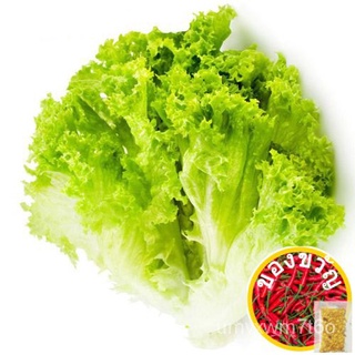 20PCS Romaine Lettuce Seeds 50 seeds (not live plants)เมล็ดเชีย เมล็ดกุหลาบ เมล็ดดอกไม้ เมล็ดดอกดาวเรือง เมล็ดต้นอ่อนทาน