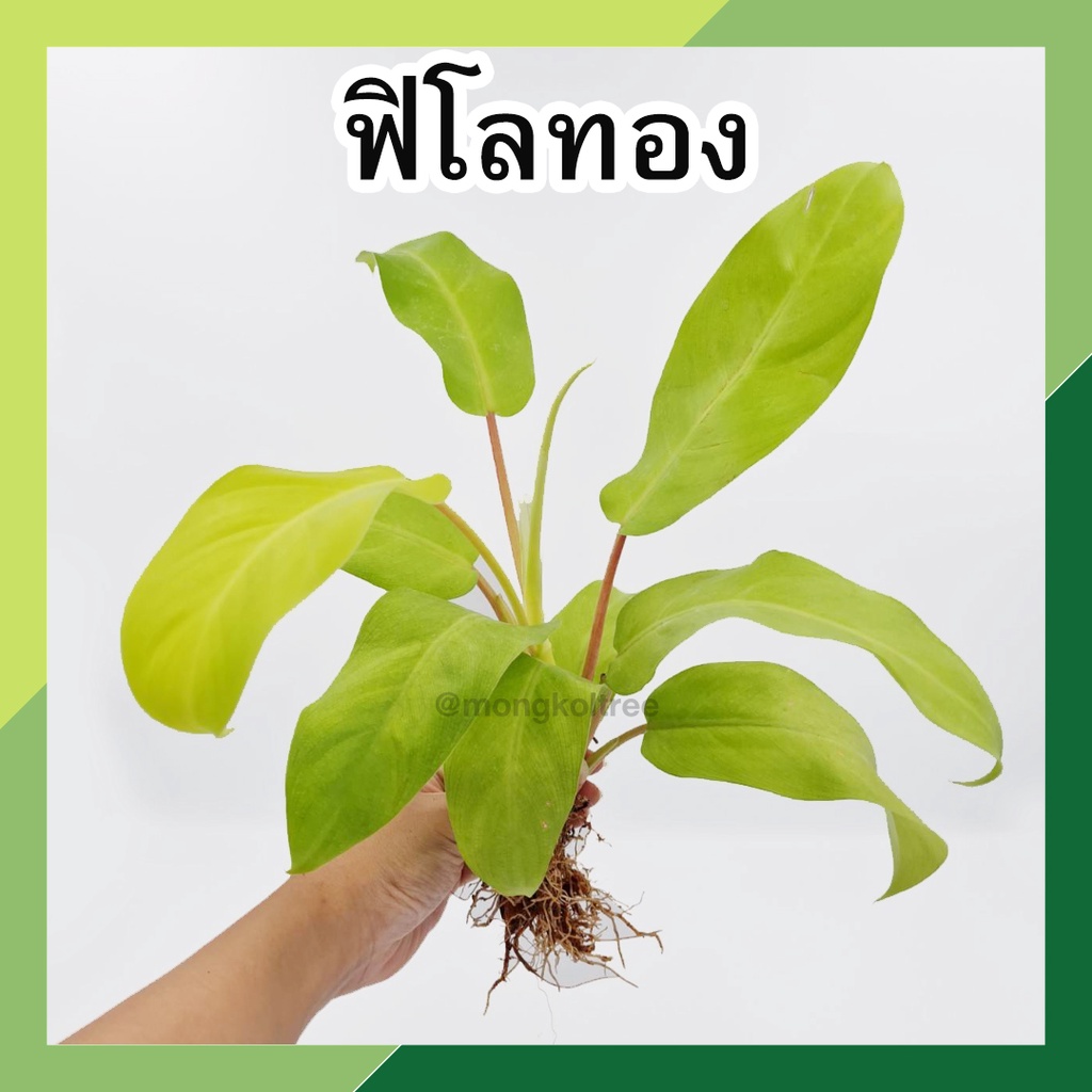 ต้นฟิโลเดรนดรอน ฟิโลทอง (จำนวน 1 ช่อ) พร้อมส่ง!! ต้นไม้มงคล ประดับ ฟอกอากาศ เลี้ยงในน้ำ philodendron