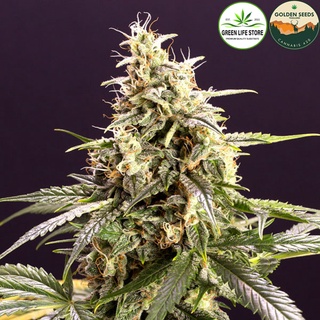 เมล็ดกัญชา CHEM BOMB AUTO ค่าย HUMBOLDT SEED ORGANIZATION ของเเท้ 100% โดย GoldenSeedsThailand