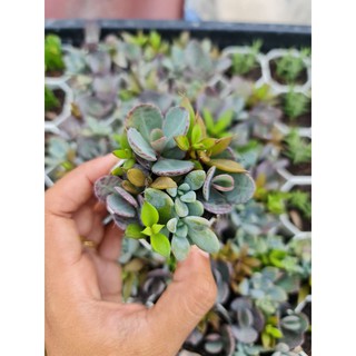 พร้อมส่ง กุหลาบหินรวม กุหลาบหินขายยกถาด succulent กุหลาบหินหลากหลายชนิด เลี้ยงง่าย สีสันสวยงาม จัดบ้านแต่งสวน ของขวัญ🌿🌵