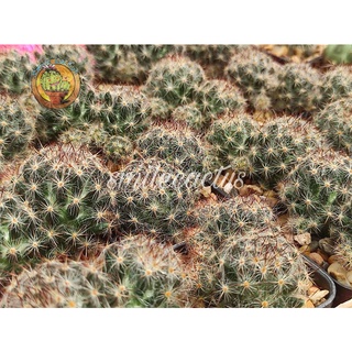 แมมเม็ดพริกmammillaria prolifera