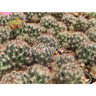 แมมเม็ดพริกmammillaria prolifera