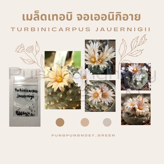 เมล็ดกระบองเพชร เมล็ดแคคตัส เมล็ด Turbinicarpus jauernigii 10 เมล็ด