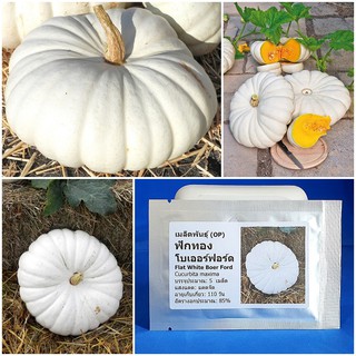 เมล็ดพันธุ์ ฟักทอง โบเออร์ฟอร์ด (Flat White Boer Ford Pumpkin Seed) บรรจุ 5 เมล็ด คุณภาพดี ของแท้ 100%