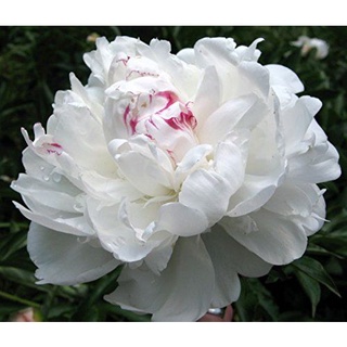 20 เมล็ด เมล็ดโบตั๋น ดอกโบตั๋น ดอกพีโอนี (Peony) สีขาว White Peony