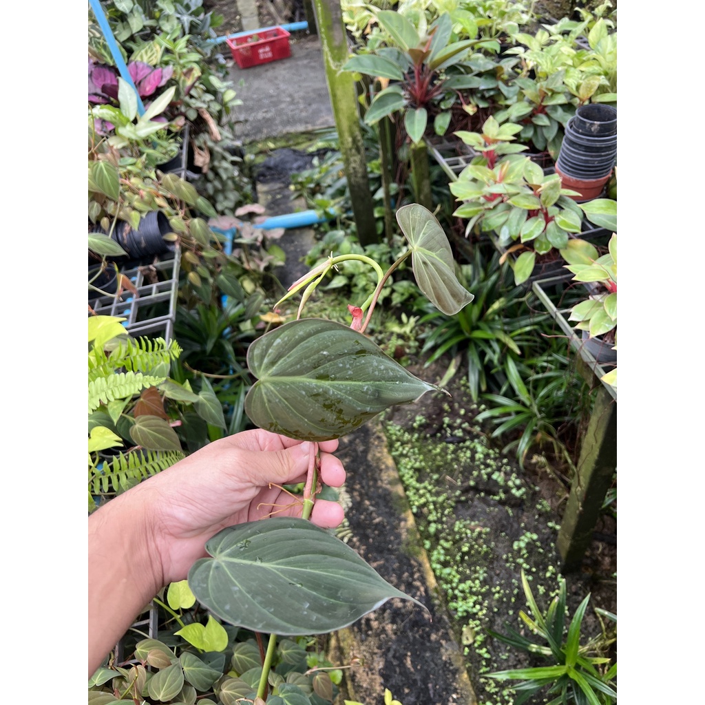 ต้นพลูสนิม จำนวน 1 กิ่ง สามารถนำไปเลี้ยงในน้ำได้ ต้นไม้ฟอกอากาศ