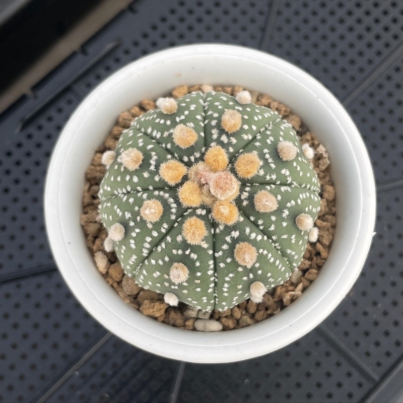 🌵Astrophytum asterias super “kabuto”