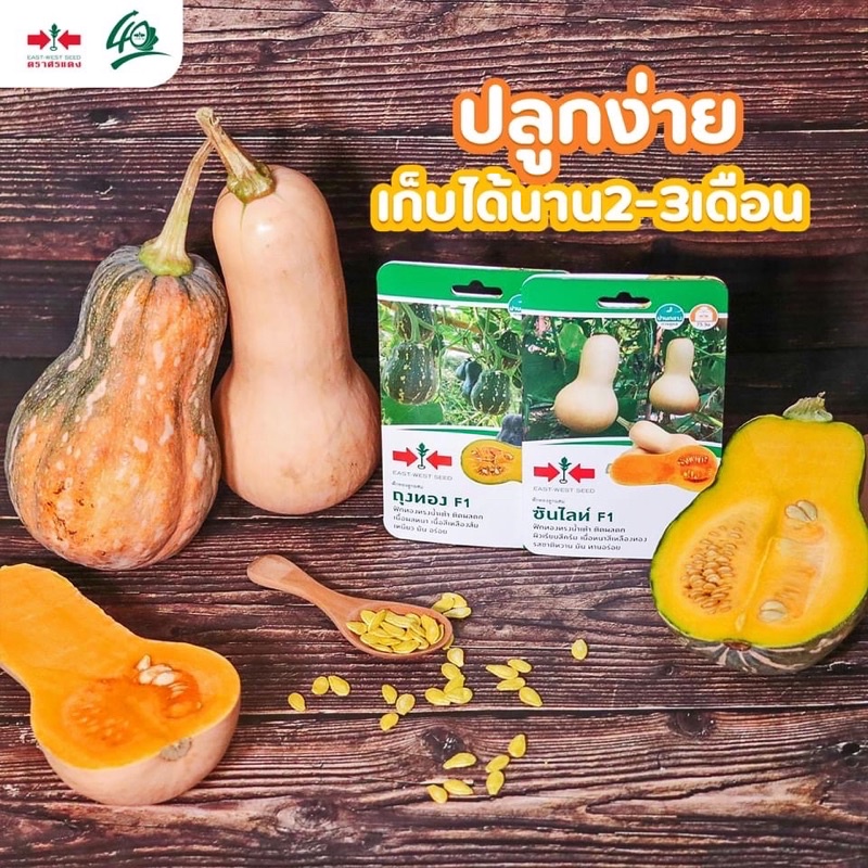 เมล็ดพันธุ์ฟักทอง ฟักทองบัตเตอร์นัท F1 (แบบซอง) เมล็ดฟักทองถุงทอง ฟักทองซันไลท์ เมล็ดพันธุ์ผักสวนครัว ตราศรแดง ราคา ถูกที่สุด ดีลบีเคเค แกลเลอรีภาพที่ 4