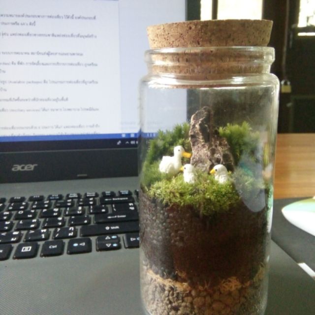 สวนขวดจำลอง<Terrarium>