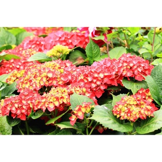 20 เมล็ด เมล็ดไฮเดรนเจีย Hydrangea Seeds สีแดง ไฮเดรนเยียสายพันธุ์ฝรั่งเศส