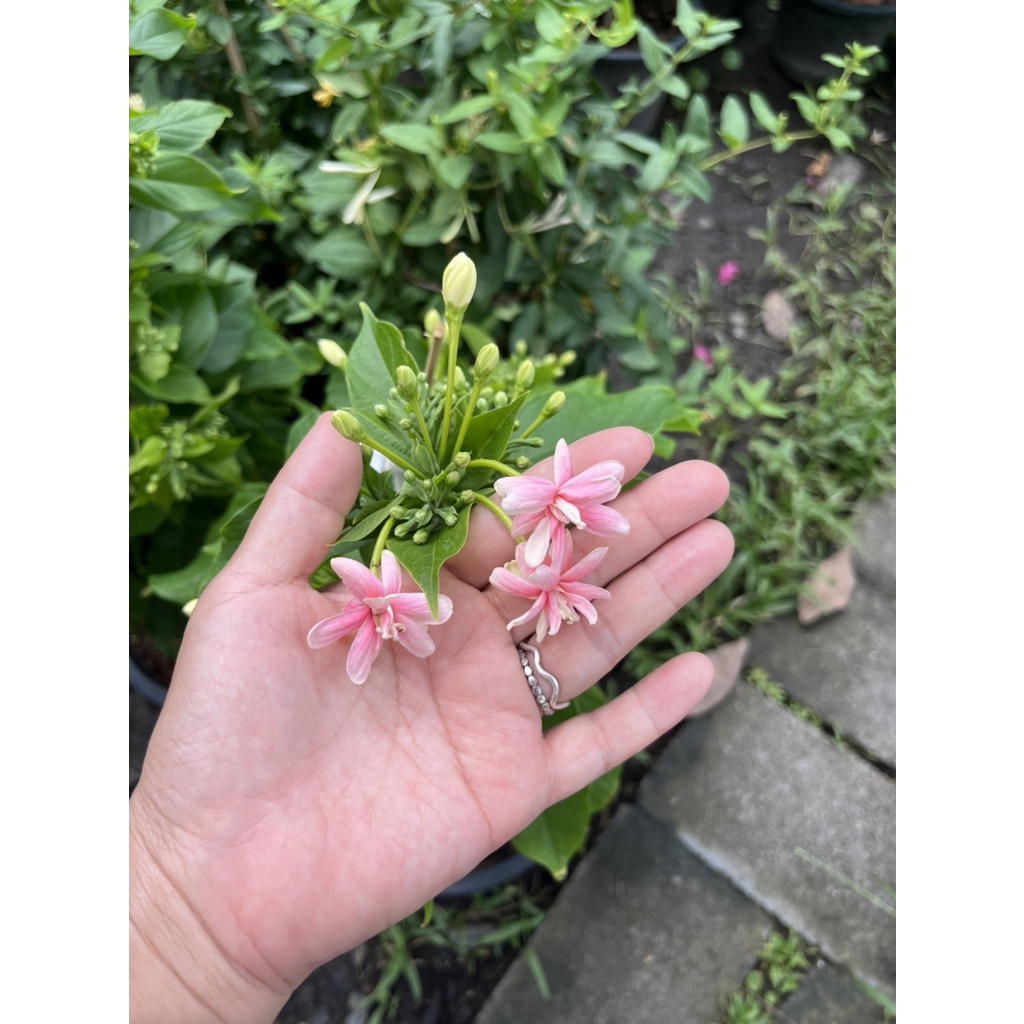 มุมมอง 2