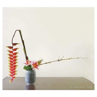 ดอกแดงห้อยลงยาว ประดับ ไม้จัดสวนทรอปิคอล ไม้ใหม่จัดสวน ไม้ประดับรั้ว ไม้ดอกสวยงาม