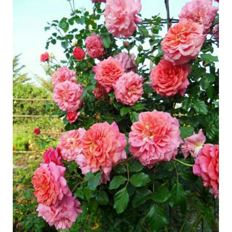 My Image 32