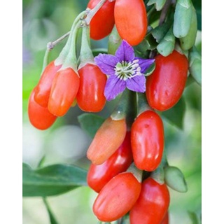 เมล็ดพันธุ์โกจิเบอร์รี่ Goji Berry/Aka Wolfberry Seed เมล็ดพันธุ์ของแท้ คุณภาพดี ราคาถูก นำเข้าจากต่างประเทศ