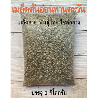 เมล็ดต้นอ่อนทานตะวัน รุ่นเมล็ดลาย พันธุ์ไทย 1 กิโลกรัม