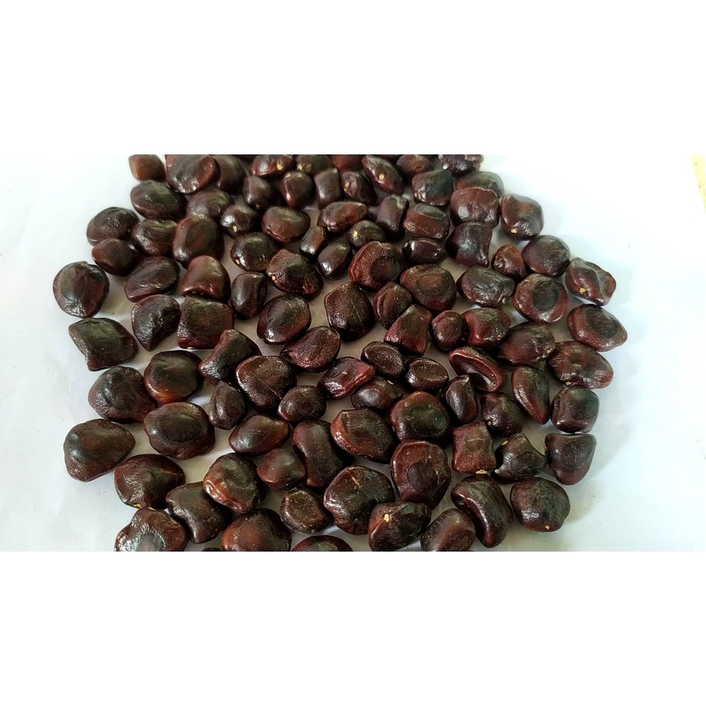 เมล็ดมะขาม 100 กรัม 150 เม็ด 12 บาท เมล็ดปลูกได้ ทำกาแฟคั่วได้
