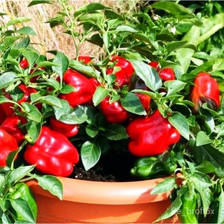 Sweet Pepper Seeds/High Yield/Super Sweet - 1pack - 50pcs Seedsสร้อยข้อมือ/บ้านสวน/สวน/แอปเปิ้ล/ผักกาดหอม/ผู้ชาย/พาสต้า/