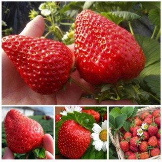 เมล็ดพันธุ์สตอเบอรี่ยักษ์ 500 เมล็ด Sweet Strawberry Seeds Fruit Seeds เมล็ดพันธุ์แท้ ปลูกง่ายปลูกได้ทั่วไทย