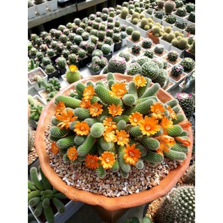 Rebutia fabrisii รีบูเทียเฟบบิซิไอ ฟอร์มกอ 2"