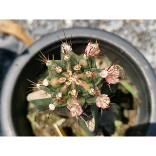 06 -​ Pink Diamond Gymno Cactus แคคตัส กระบองเพชร ไม้อวบน้ำ ไม้กราฟ ราคาถูก พิ้งค์ไดมอนด์ พิ้ง พิงค์ไดมอนด์​ ยิมโน ด่าง