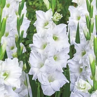 8 หัว/ชุด สีขาว แกรนดิโอลัส (Gladiolus) หรือดอกซ่อนกลิ่นฝรั่ง เป็นดอกไม้แห่งคำมั่นสัญญา ความรักความผูกพัน ดอกแห่งรักแท้