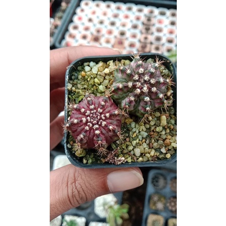 Gymnocalycium T-Lex ไม้เมล็ด