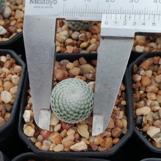 🌵💥แมมนกฮูก 💥🌵 Mammillaria perbella  ไม้เมล็ด  ขนาดเล็ก 2-2.5  ซม. ต้นกระบองเพชร ต้นแคคตัส (แคคตัส กระบองเพชร)