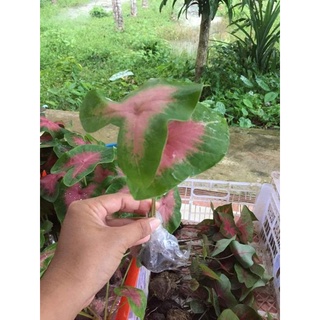 บอนสีวัวแดง สีสวยงาม เลี้ยงง่าย แตกกอเร็วทนแดดทนฝน