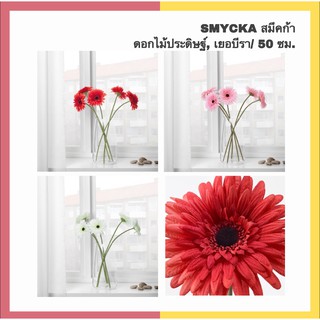 IKEA อิเกีย - SMYCKA สมึคก้า ดอกไม้ประดิษฐ์, เยอบีรา 50 ซม.