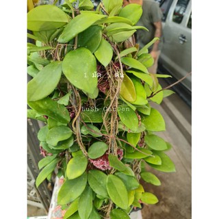 โฮย่าคาร์โนซ่า 1 ชุด มี 5 ต้น ไม้เลื้อยสวยงาม 🤩🤩