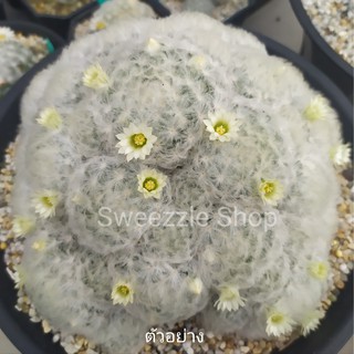 กระบองเพชร แคคตัส (Cactus) แมมขนนกขาว (Mammillaria plumosa) ลุ้นสีดอก ฟอร์มกอ จัดส่งทั้งกระถาง