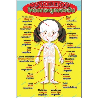 โปสเตอร์ คำศัพท์ภาษาอังกฤษ โคงกระดูกของฉัน แบบ2