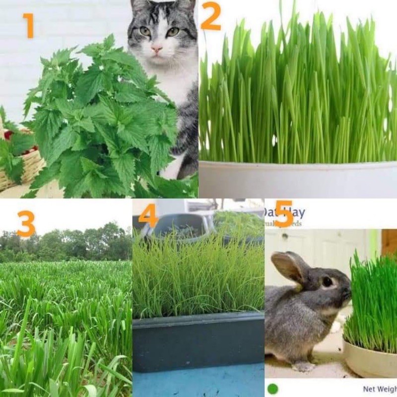 เมล็ด หญ้า สำหรับสัตว์เลี้ยง / แคทนิป หรือ กัญชาแมว / ต้นหญ้าแมว Wheat / หญ้า อาหารสัตว์ / ออชาร์ต O