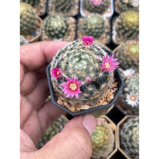 แมมขนนกเหลือง  (Mammillaria schiedeana) แมมขนนก แมมขนนกไม้เมล็ด ลุ้นสีดอก แคคตัสราคาถูก