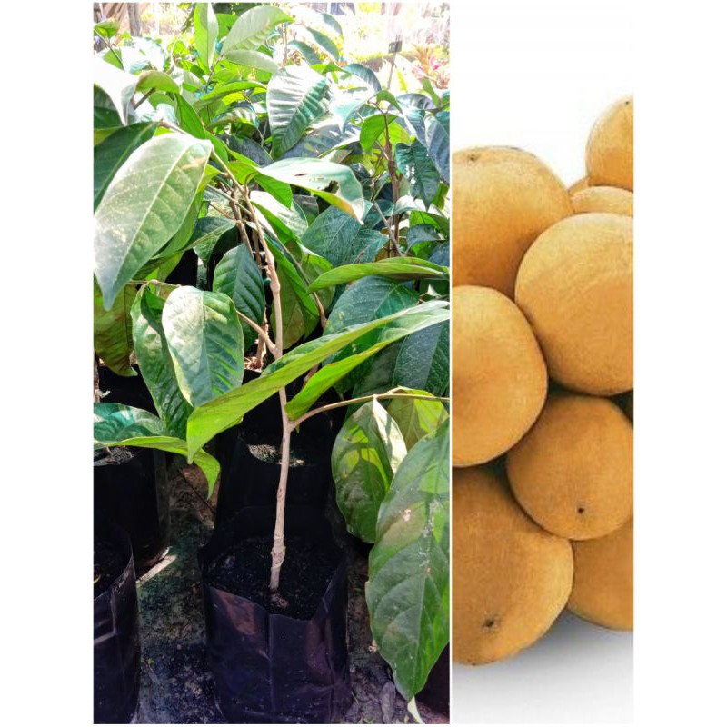 ต้นลองกองตันหยงมัส/เสียบยอด/ขนาด40-50เซนฯลูกดกรสหวาน