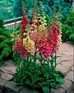 เมล็ดดอก ฟ๊อกซ์โกลพ Foxglove Seeds