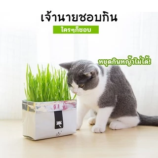 หญ้าแมวแบบกล่อง ครบชุดพร้อมปลูก ต้นอ่อนข้าวสาลี หญ้าเเมว สำหรับสัตว์เลี้ยง หญ้าแมว[มือใหม่ก็ปลูกได้ เมล็ดพันธุ์คุณภาพ]