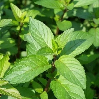 เมล็ดพันธุ์ มิ้นญี่ปุ่น สเปียร์มินต์ มิ้นท์ญี่ปุ่น (Japanese mint ) ตัวเลือก 200 เมล็ด [10 แถม 1 คละได้] ราคา ถูกที่สุด ดีลบีเคเค แกลเลอรีภาพที่ 3