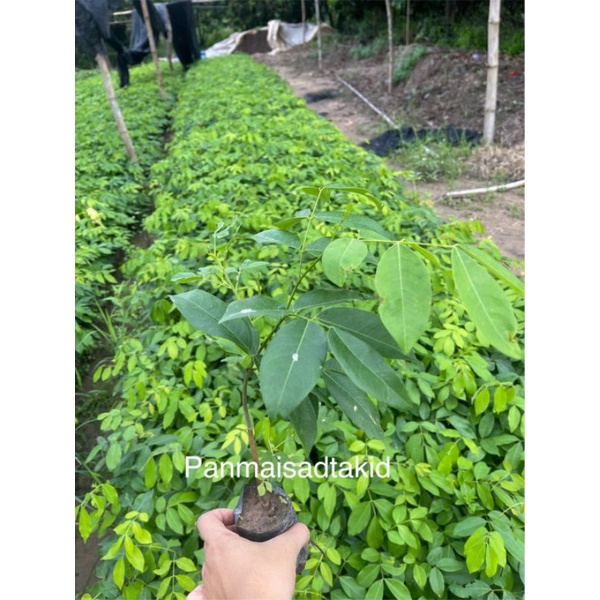 ต้นมะค่าโมง สูง30 เซน เสียหายเคลมฟรี☘️ ☘️