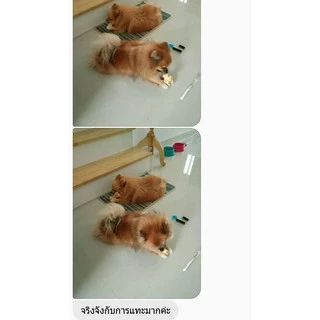 Dogfin ครั้นชี่รูปกระดูกหน้าไก่ 8 ชิ้น (CKB06) ถุงซิปล็อค!!!