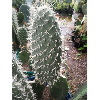 Opuntia Pailana แพดตัดสดขนาด9-10นิ้ว