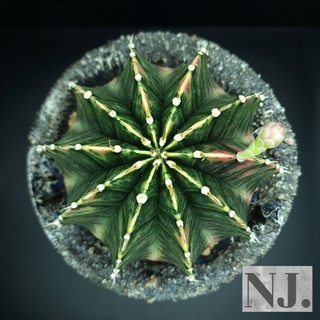 ยิมโน LB Hybrid ด่างขนาด 12 cm.(Gymnocalycium)เป็นไม้ด่างซึมลึกเข้าบั้งทุกพู เป็นไม้คัดเกรดพรีเมี่ยม