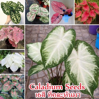 บอนสี 100เมล็ด Mixed Colors Caladium Seeds Flower Seed บอนสีหายาก ต้นไม้บอลสี ต้นไม้มงคล ต้นไม้ฟอกอากาศ เมล็ดดอกไม้