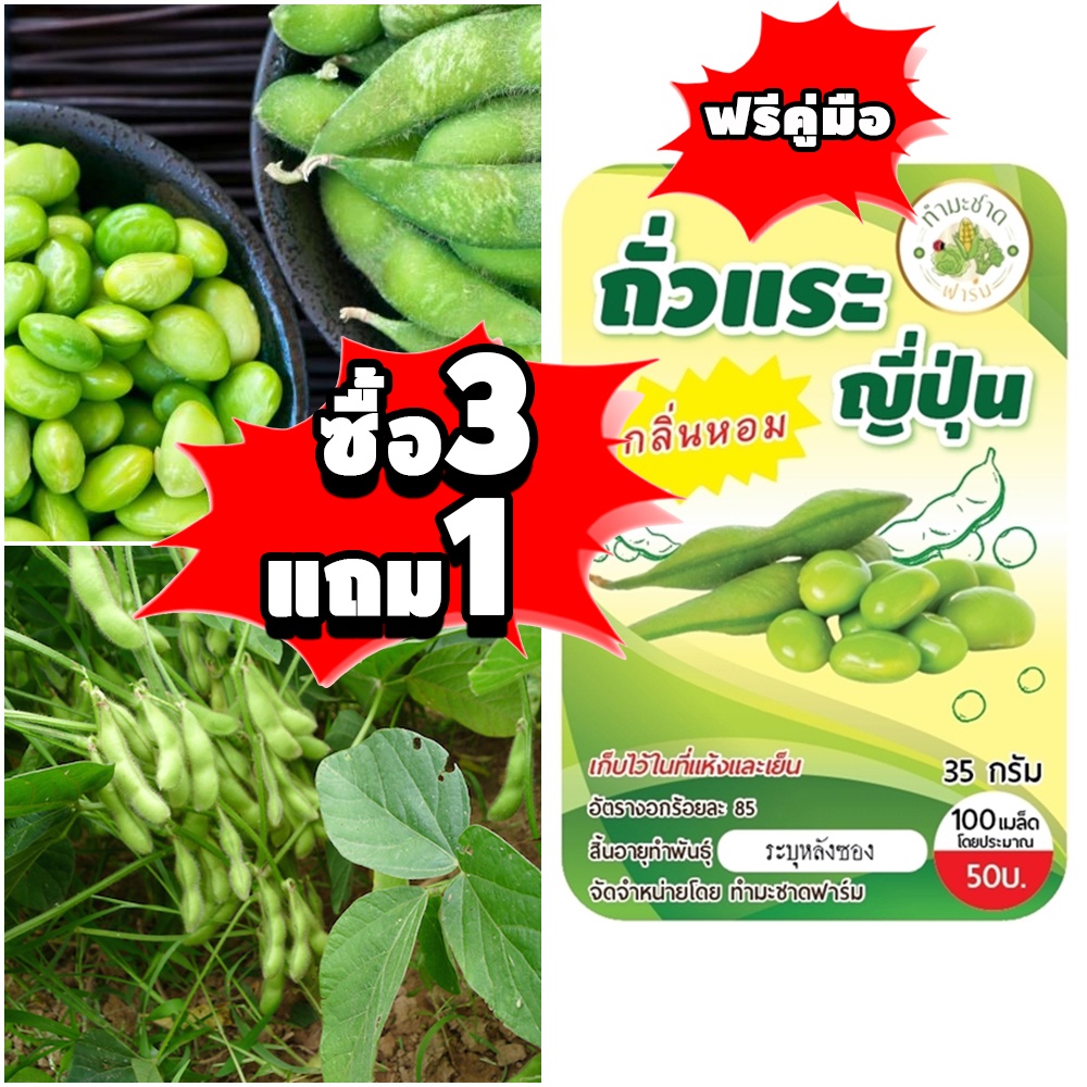 (3แถม1 มีคู่มือ) เมล็ดพันธุ์ ถั่วแระญี่ปุ่น กลิ่นหอม ใบเตย 100เมล็ด ทำมะชาดฟาร์ม เมล็ดพืช Edamame ถั่วและ ถั่วแระ