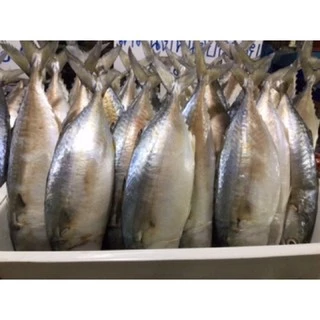 ปลาทูมัน(เค็มน้อย)size🐟5ตัวโล#หอมมันอร่อย #ของแท้ #อร่อยจริง #คอนเฟิร์ม #ลองเลย#ปลอดสาร