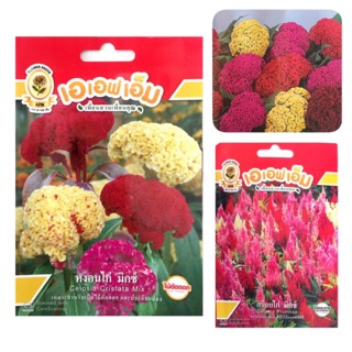 เมล็ดดอกหงอนไก่ สร้อยไก่ สีสด บานนาน ปลูกได้ตลอดปี (Celosia)