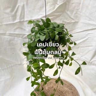 ต้นเดปด่าง เดปเขียว พันตุ้มมะพร้าว ต้นแน่นๆ พร้อมลวดแขวน