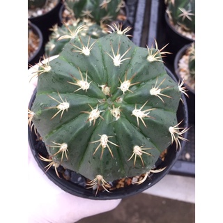 Melo Cactus ขนาด 6-8 ซม.#แคคตัสราคาถูก# เมโล หนามตะกร้อ  # กระบองเพชร # พืชทนแล้ง # ต้นไม้ทะเลทราย # แคคตัสยอดนิยม